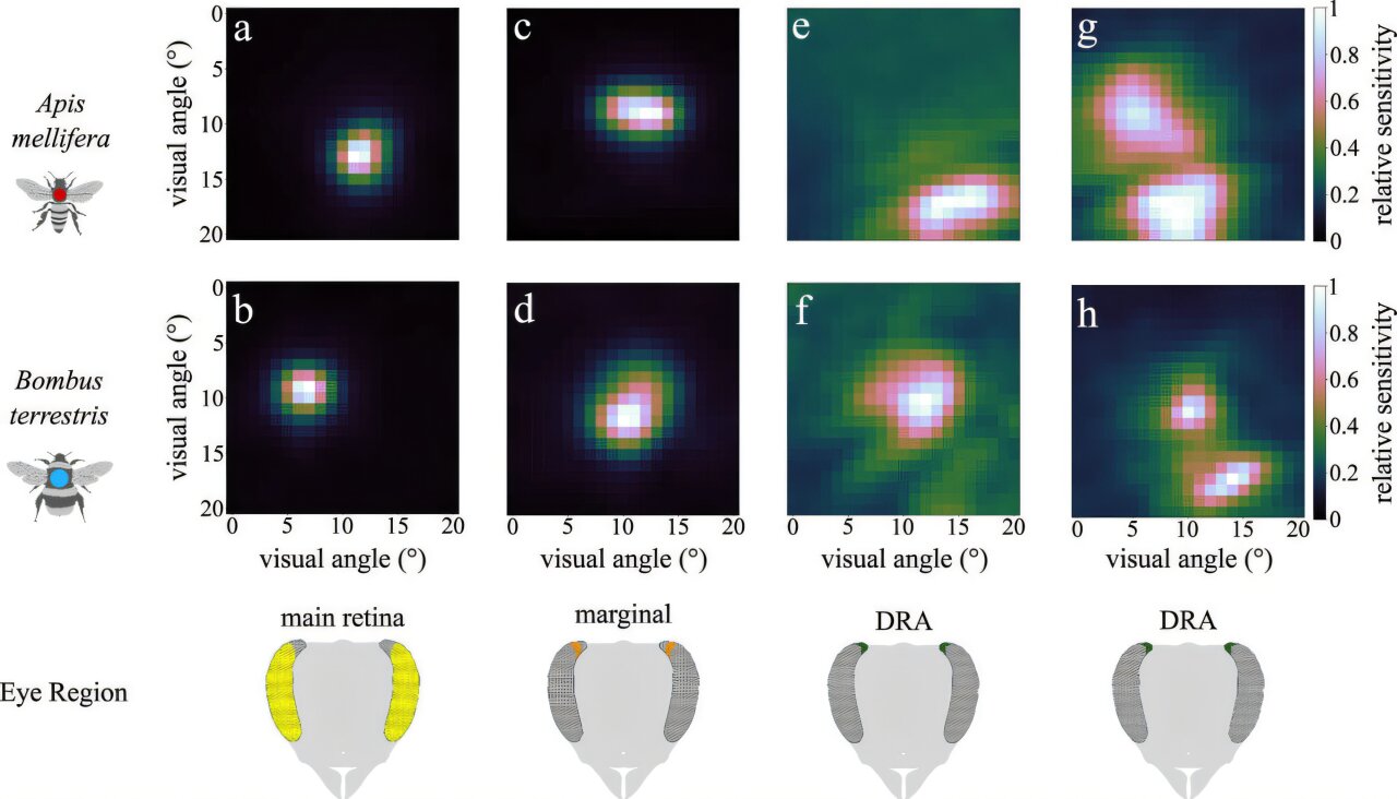 【全球汽車新技術(shù)觀察】9月上期〡ZF LIFETEC推出可變形方向盤；高通與寶馬推出Snapdragon Ride Pilot自動(dòng)駕駛系統(tǒng)；保時(shí)捷發(fā)布感應(yīng)充電系統(tǒng)